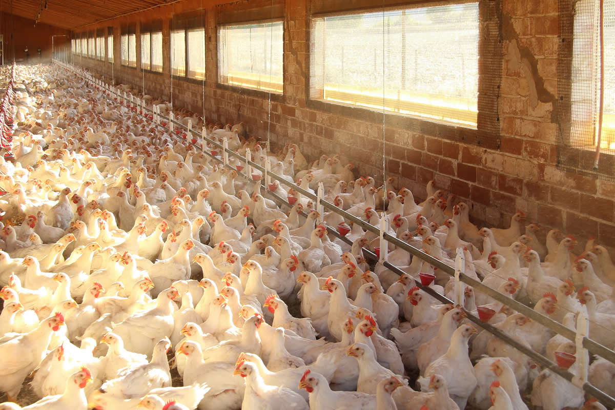 Casos de gripe aviária alertam para importância do tratamento da água em granjas e abatedouros